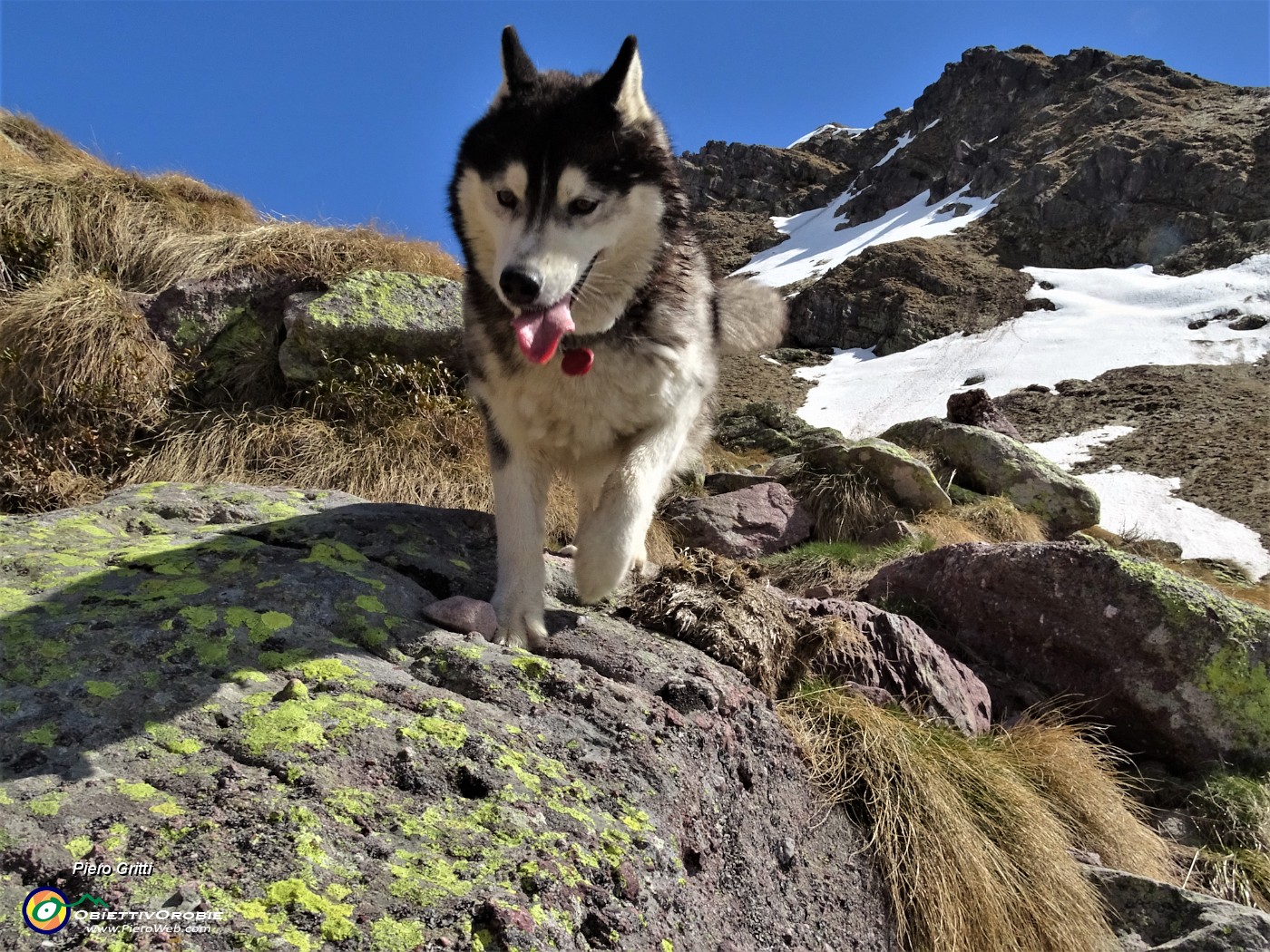 04 La bella husky Lotte felice di salire in ambiente innevato.JPG